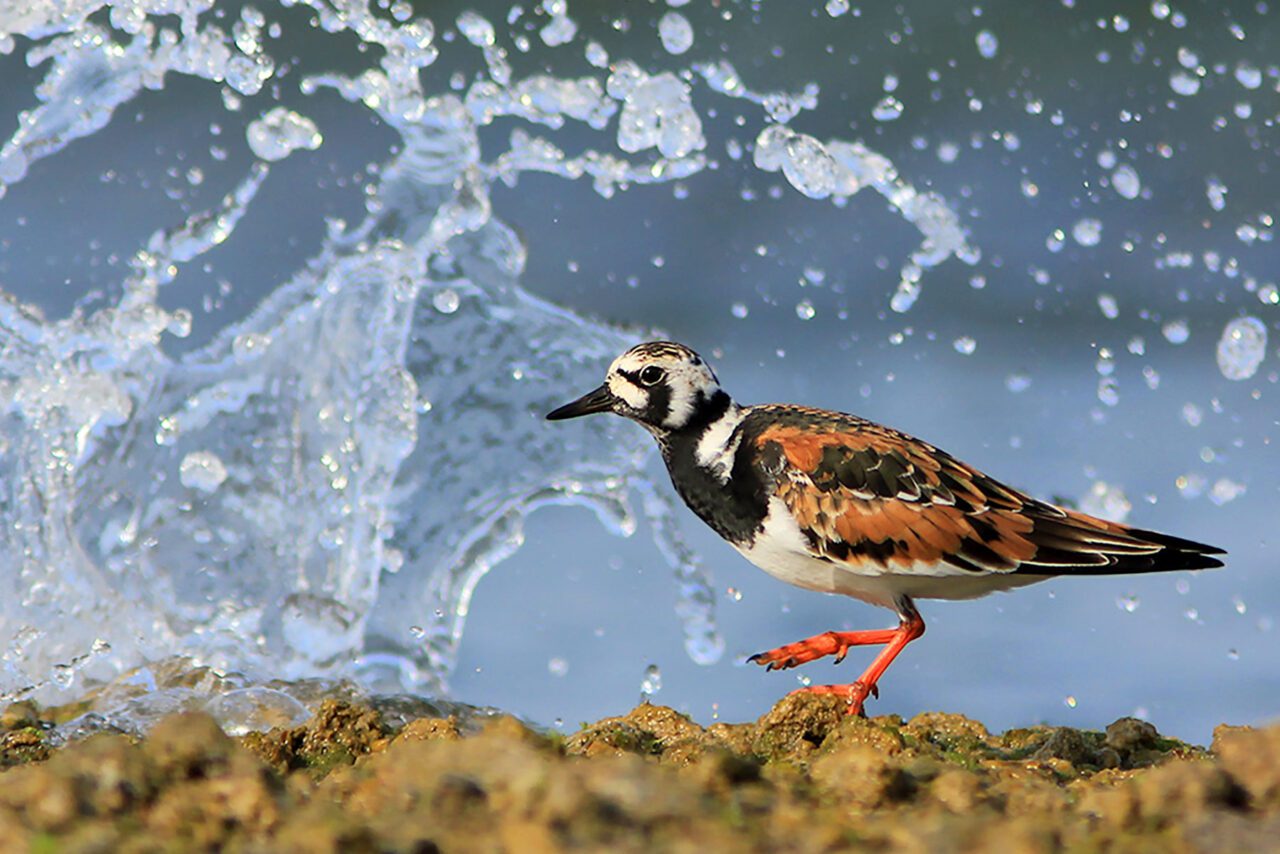 A white, black and reddish-brown bird with orange legs, walks on rocks with splashing water behind.