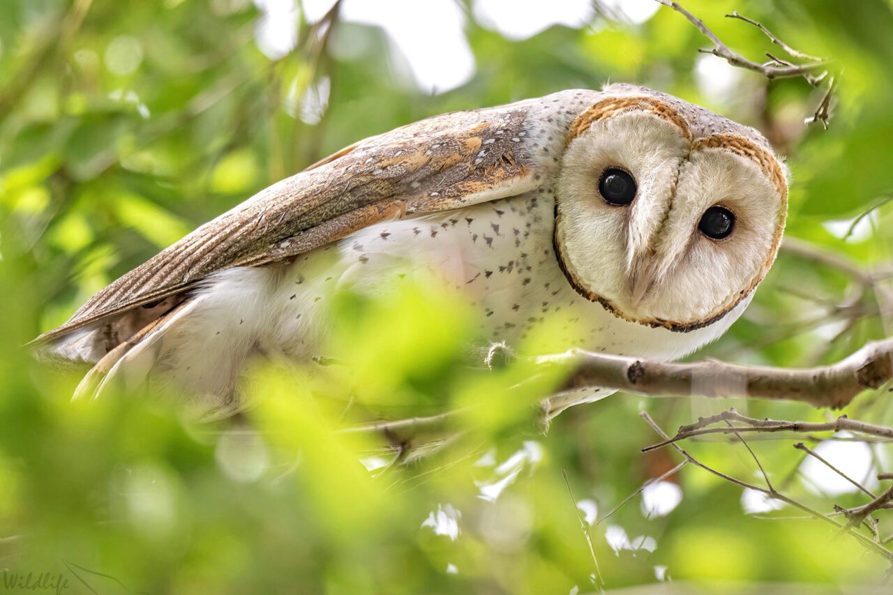 Moon-faced white, gray and pale-russet bird, perched a tree, looking down with large, dark eyes.