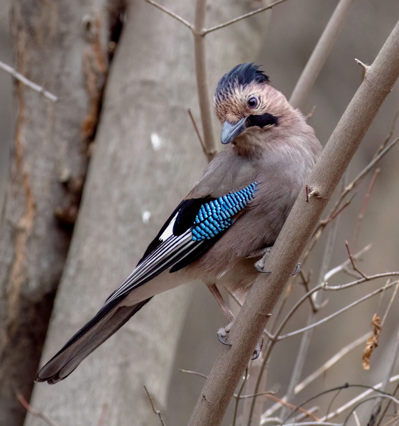 A taupe bird with black, blue and white patters, perches in a tree.