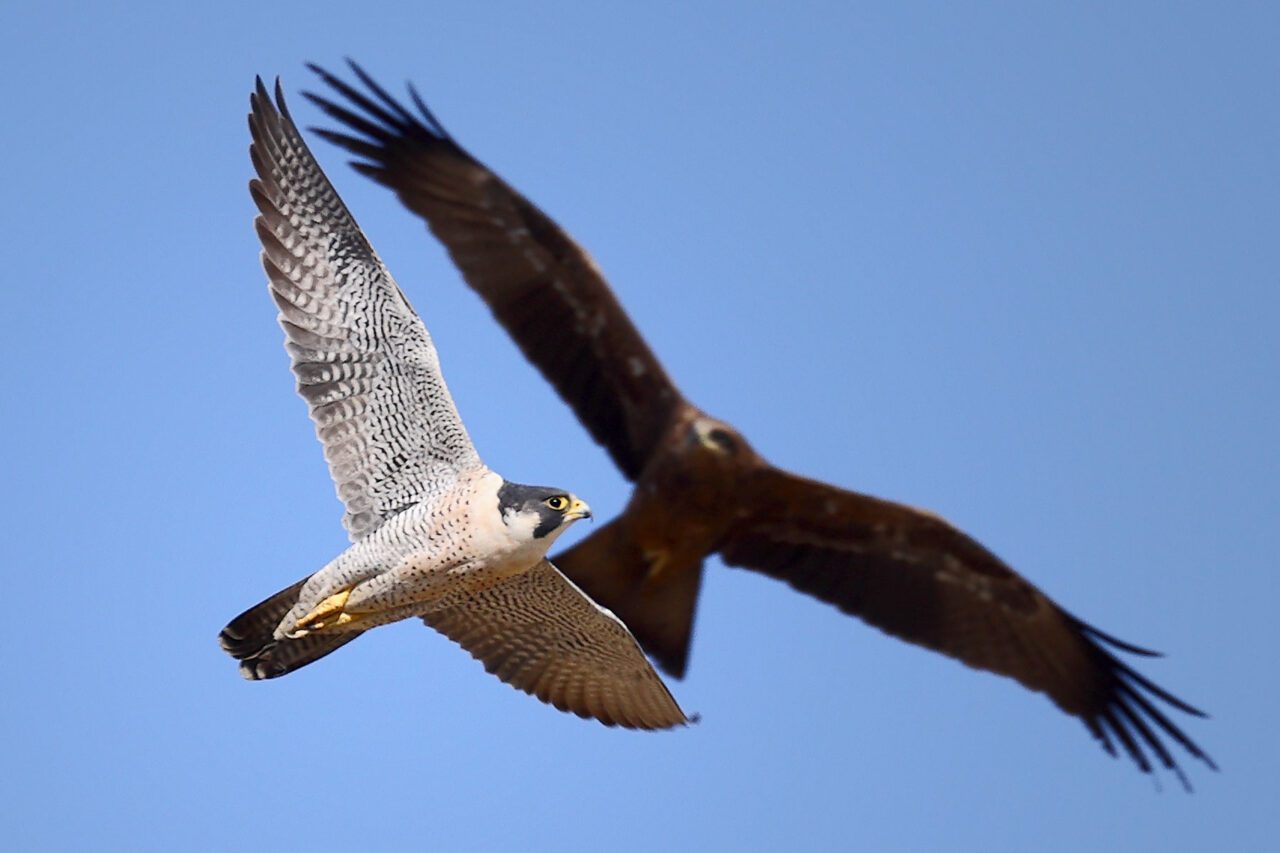 A speckled black and white raptor flying with a large, black bird flying behind.