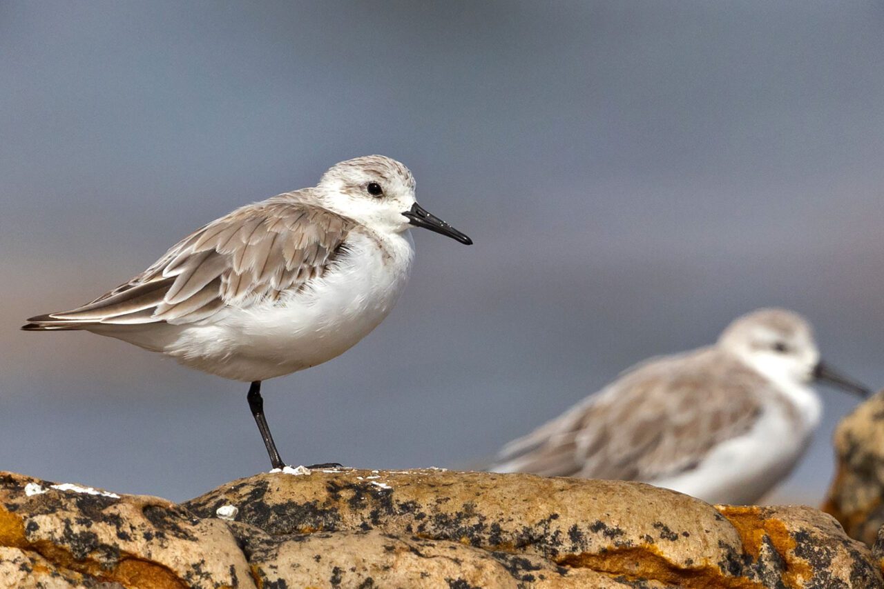 Two white and brownish-gray birds on rocks.