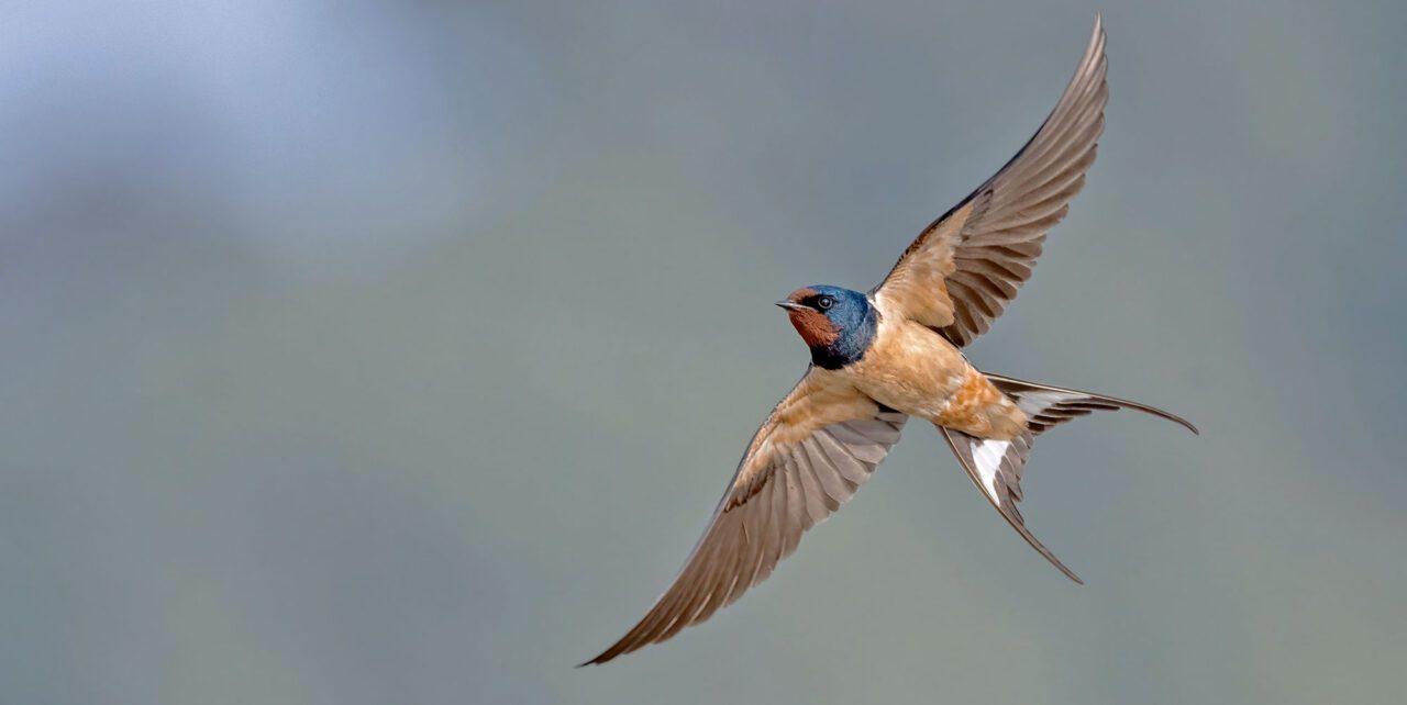 Photograph Gallery: Meet The “Cosmopolitan” Birds That Happen All Over the International