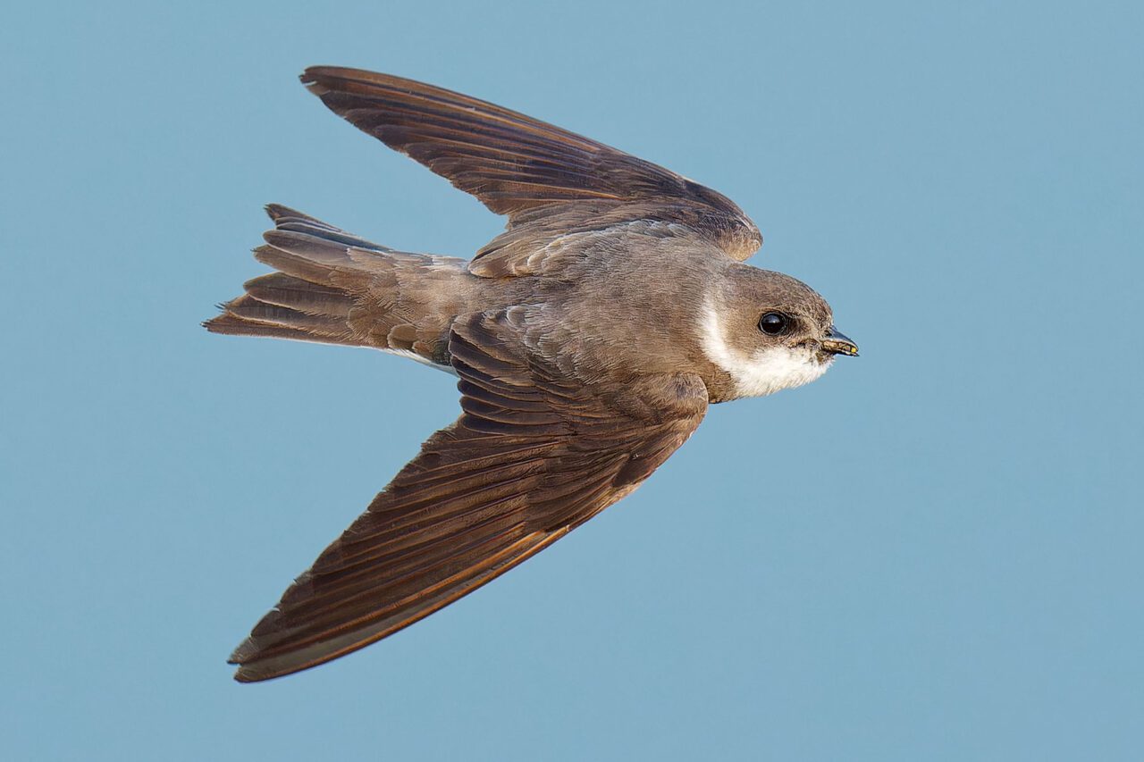 Light brown bird with small bill and white chin, carrying dirt, flies.