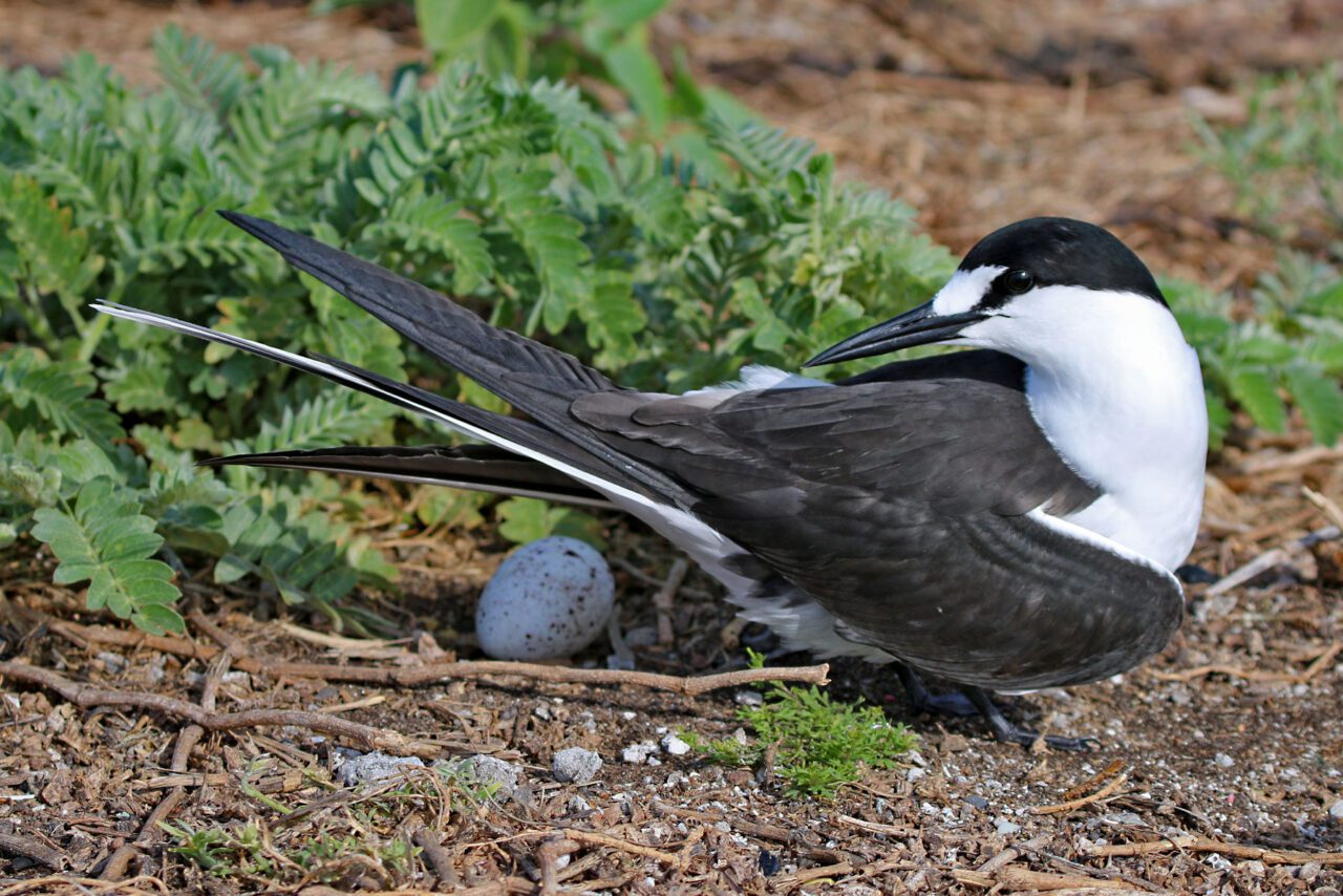 A black and white bird with a long bill and tail shades an egg on the ground.