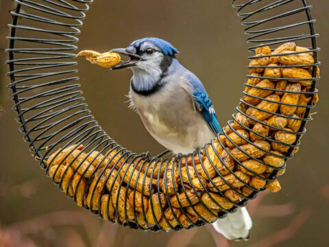 A blue, gray and black bird sits on a peanut-filled bird feeder and holds a peanut in its beak.