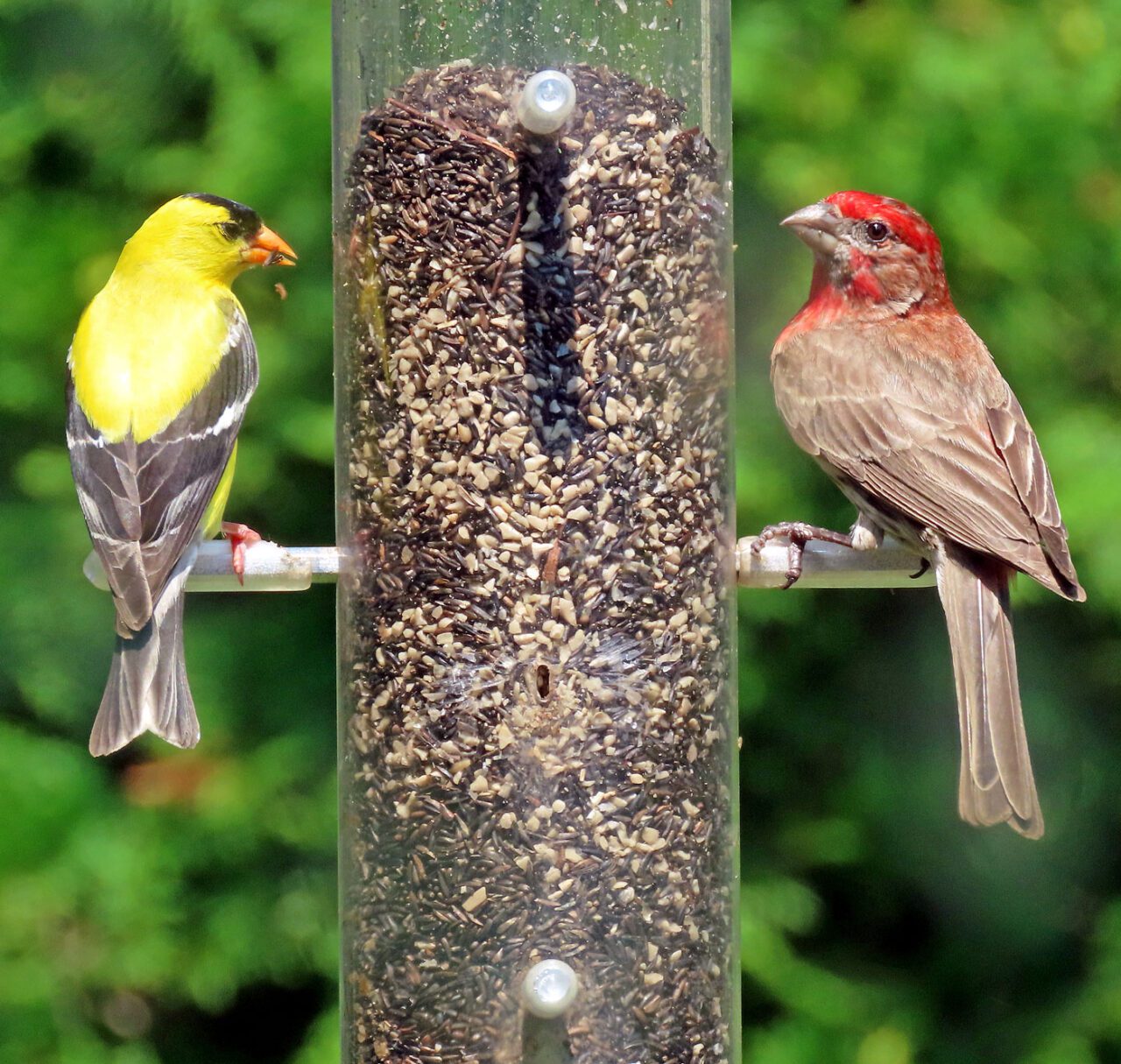 A yellow bird and a red and gray bird at a tube feeder