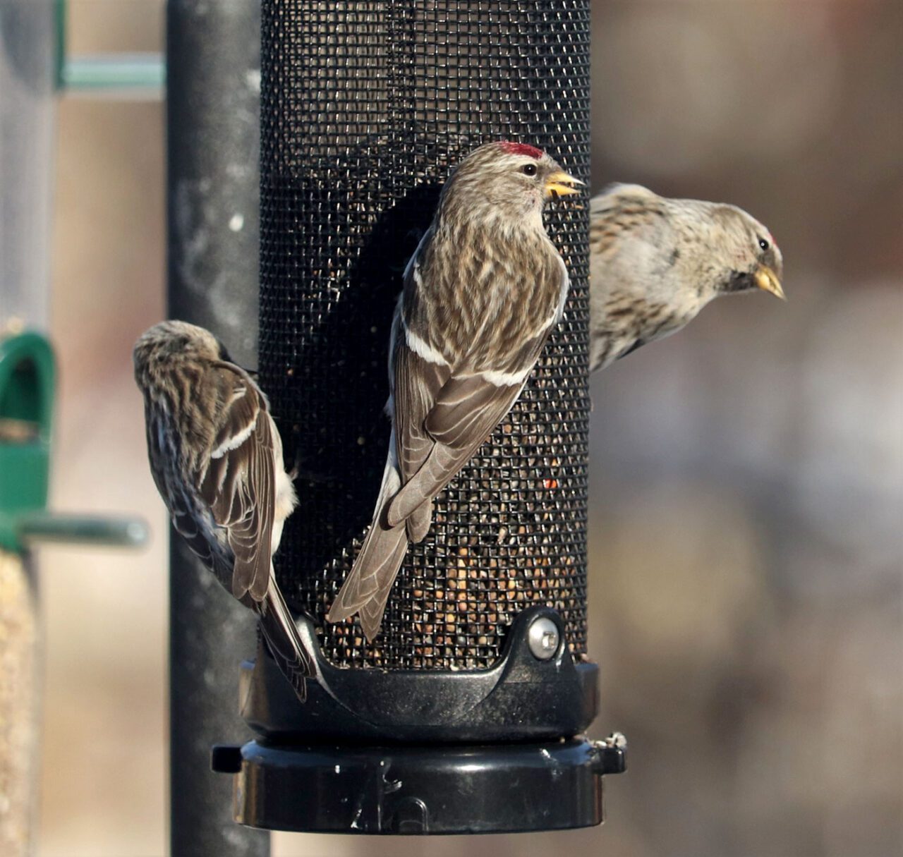 Brown and white streaky birds with red dot on head, at a feeder.