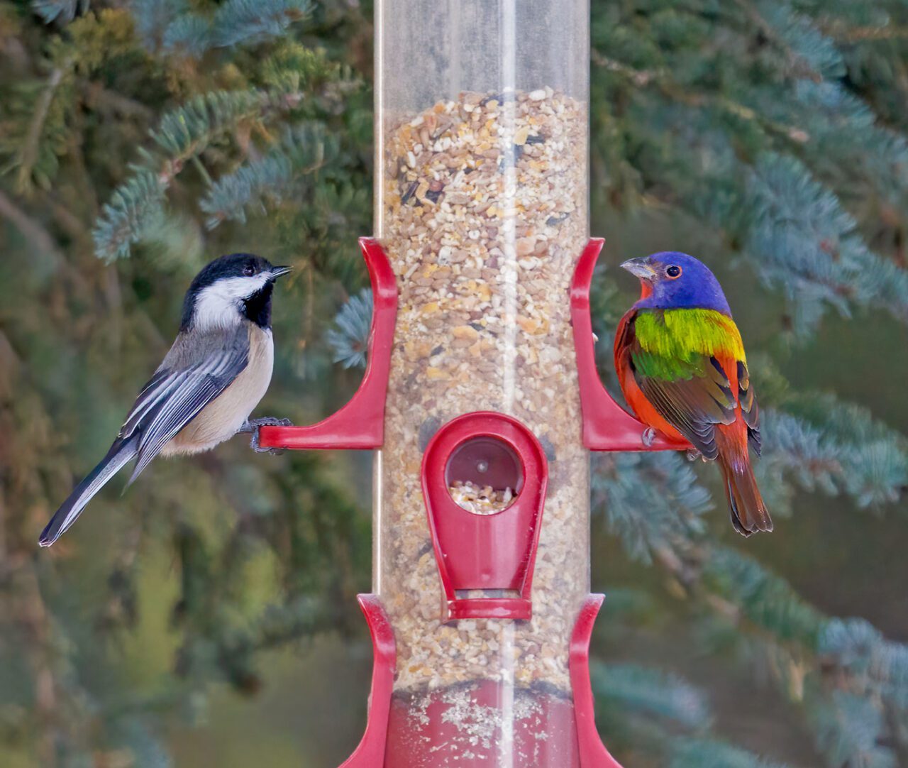 Two birds, one gray, white and black, the other a rainbow of colors, at a feeder.