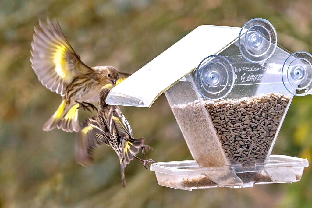 Two stripy brown and yellow birds fly next to a clear bird feeder attached to a window