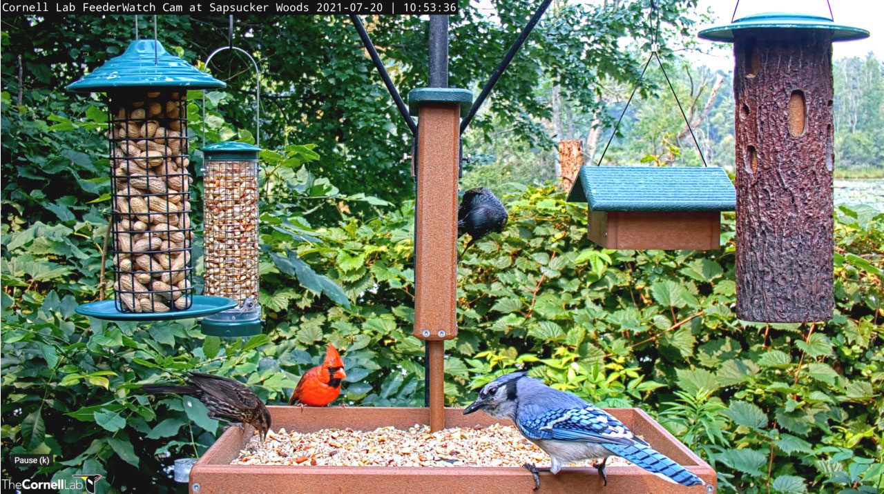 How to Choose the Right Kind of Bird Feeder All About Birds