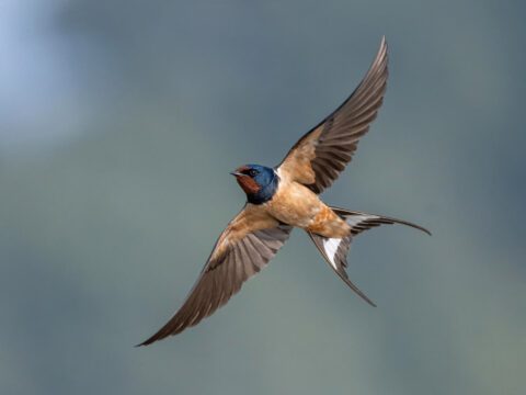 A swallow with a forked tail, blue and burgundy head, and red-beige underside, flying.