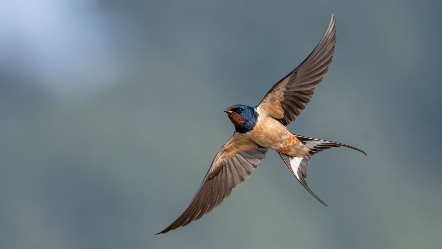 Photo Gallery: Meet The “Cosmopolitan” Birds That Occur All Over the World