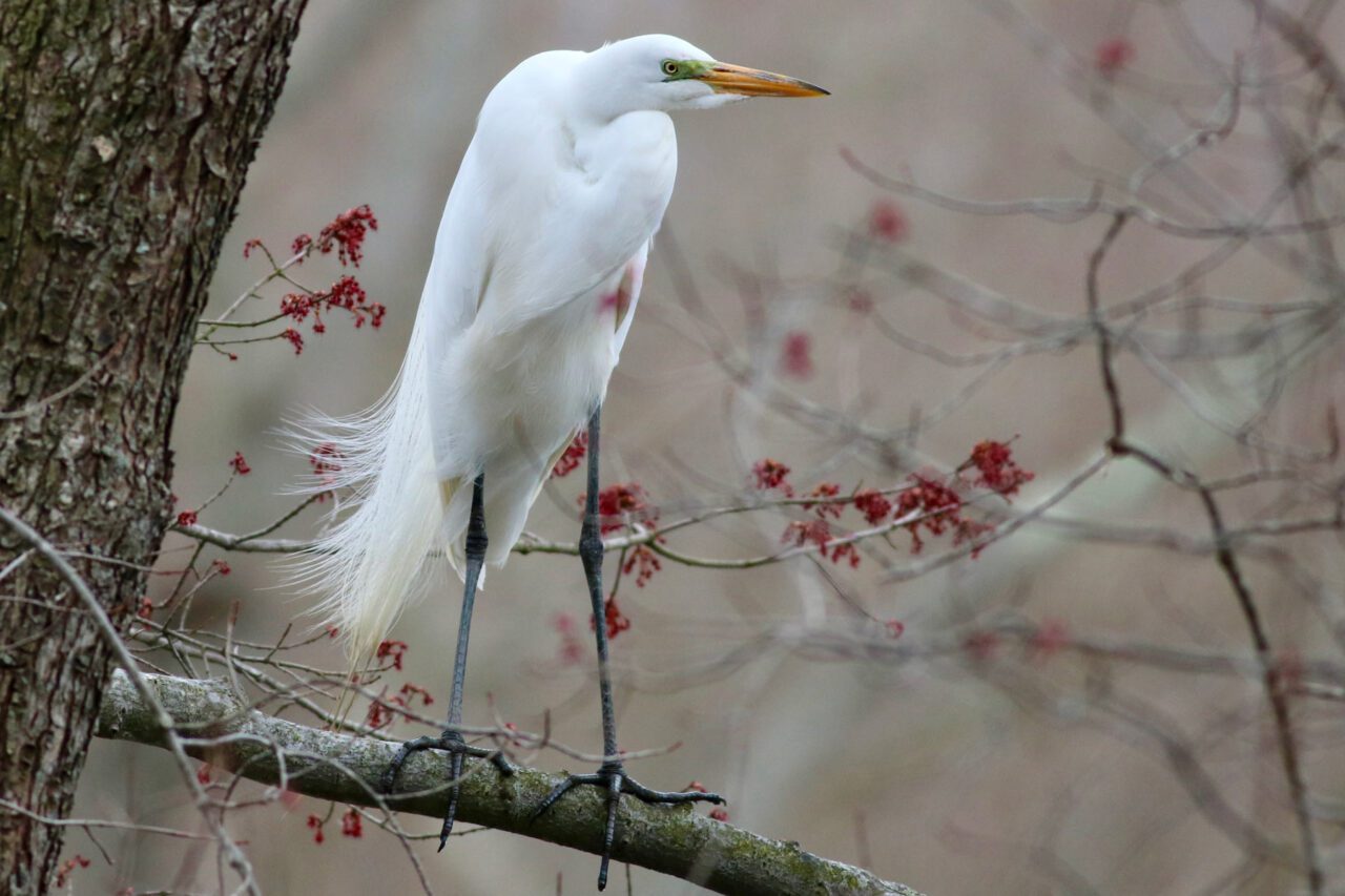 A large white heron stands on a tree branch with red berries in the background.