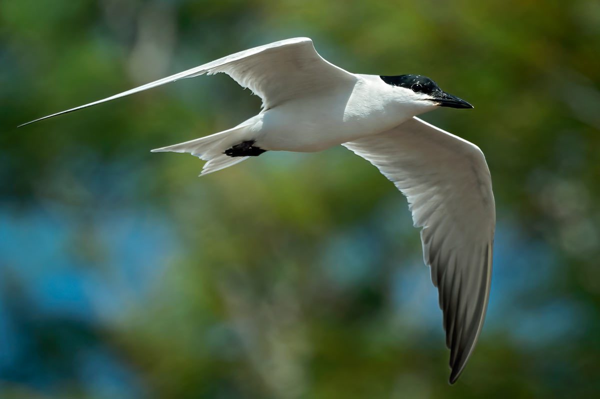 a large white tern with a black cap and thick black bill flies against a green background