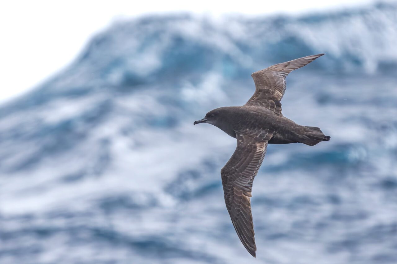 A brown seabird with long slender wings banks in front of a blue wave.