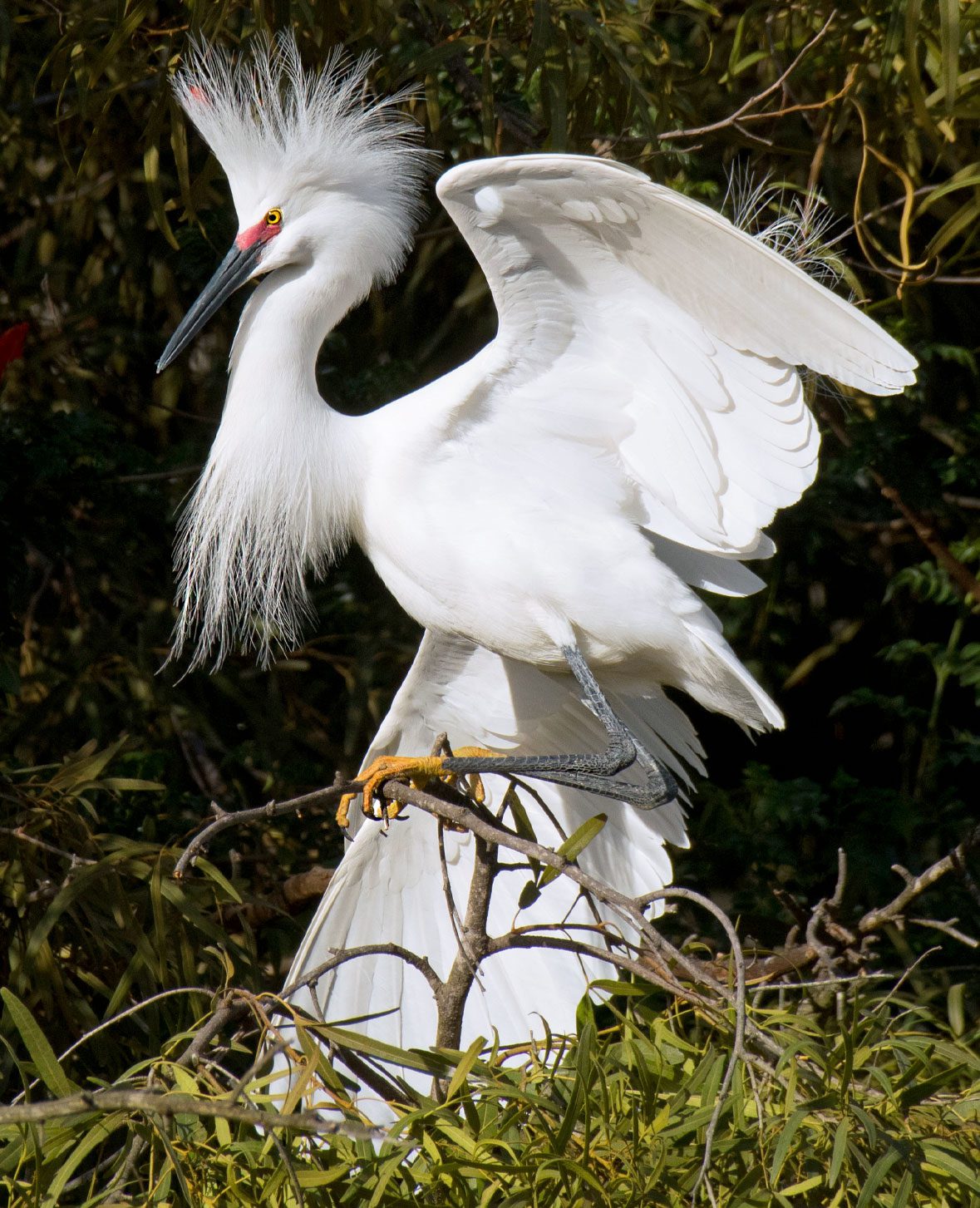 White bird with feathery head and neck plumes, a long black bill and yellow feet, spreads its wings.