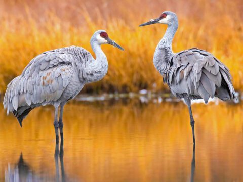 Two large gray birds with red foreheads and a long bill, stand in the water with autumn colors around them.