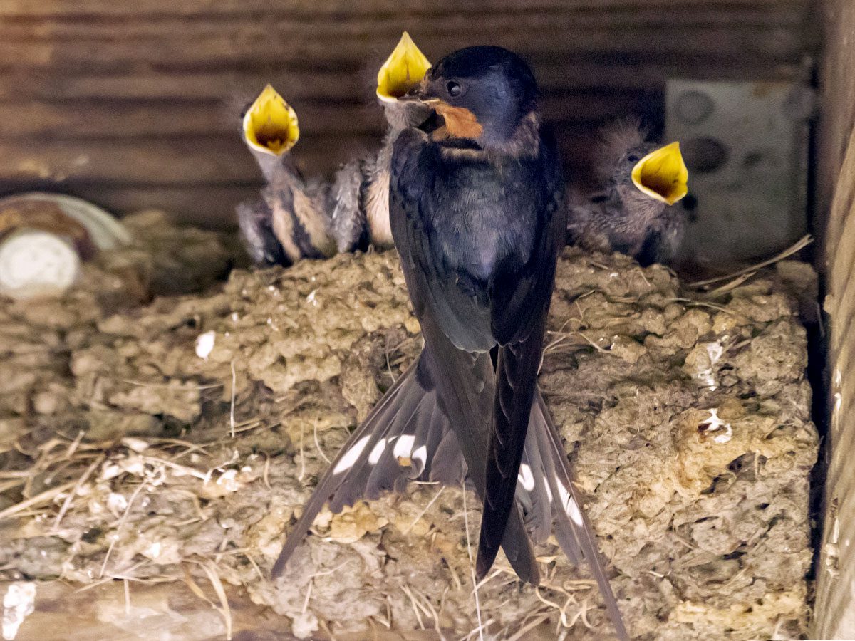 Three nestlings with open yellow mouths in a mud nest, beg from a parent who is perched on the side.