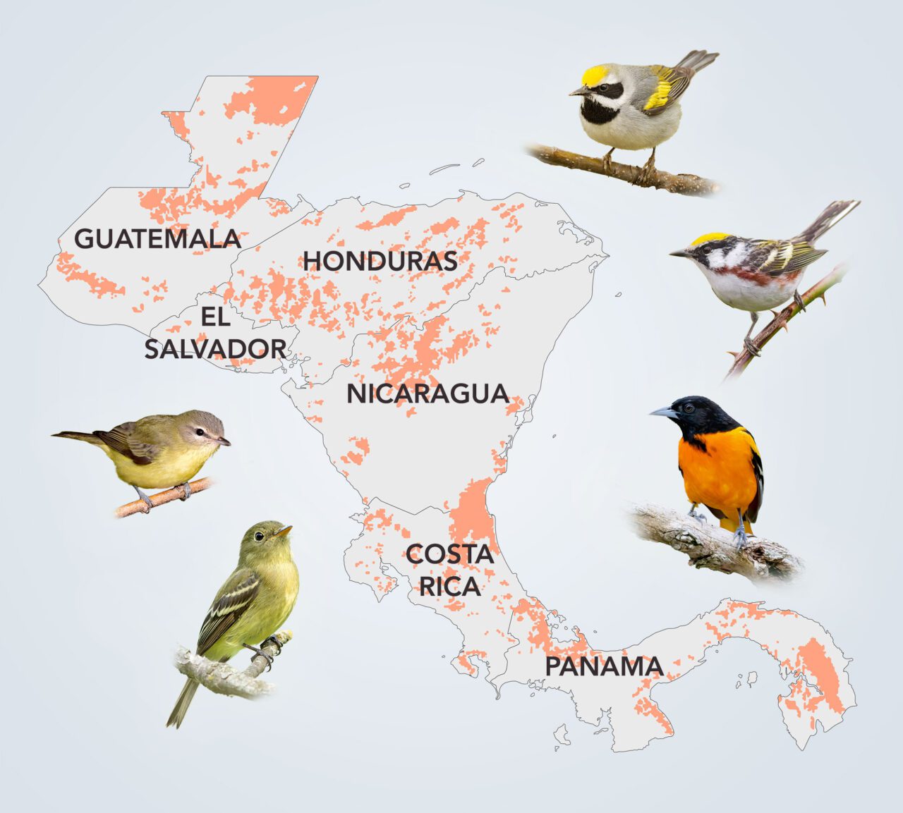 Map of central America with orange areas indicateingdeforestation due to the drug trade. Countries labeled: Guatemala, Honduras, El Salvador, Nicaragua, Costa Rica, Panama. And photos of 5 songbirds with various colors.