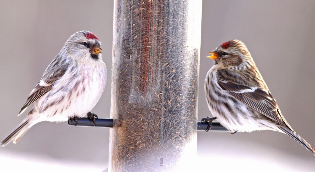 Two similar-looking streaky brown and white birds with red spots on head, at a feeder.