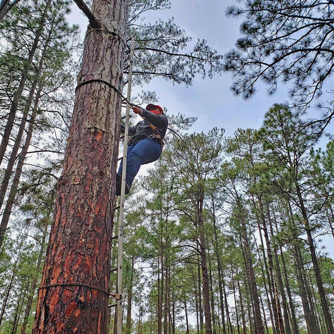 Woman climbing a tree.