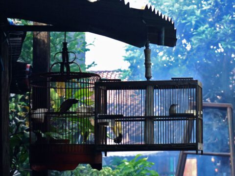 Birds in cages that are hanging from a metal roof