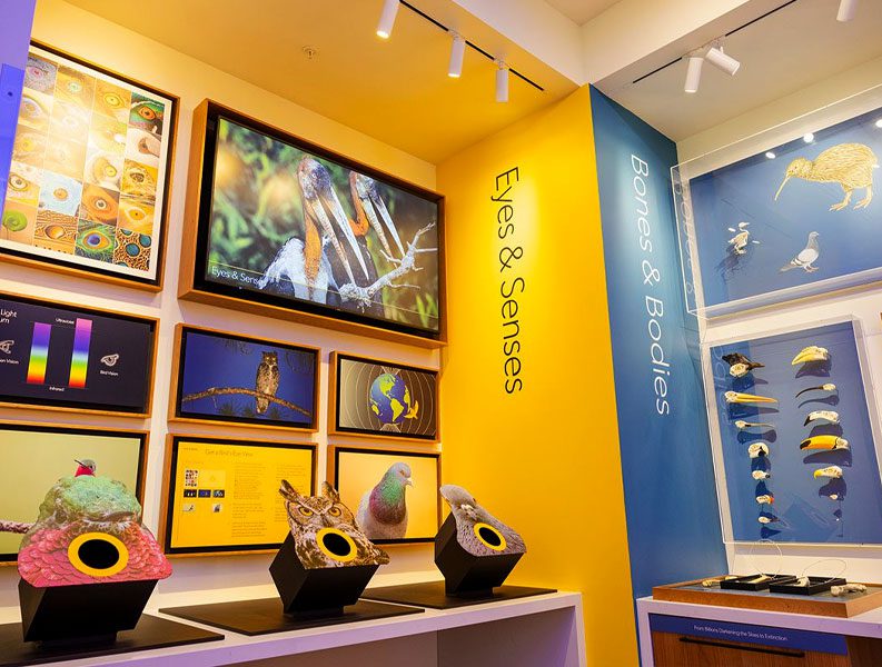 yellow and blue walls with exhibits "Eyes & Senses" and "Bones & Bodies."