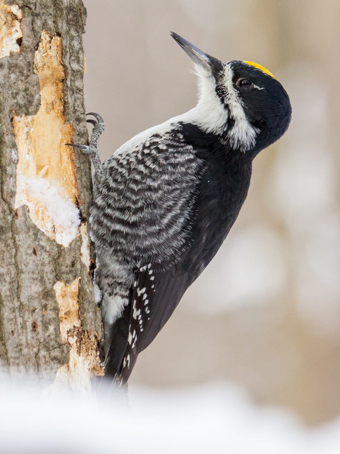 A woodpecker clings to a snowy tree.