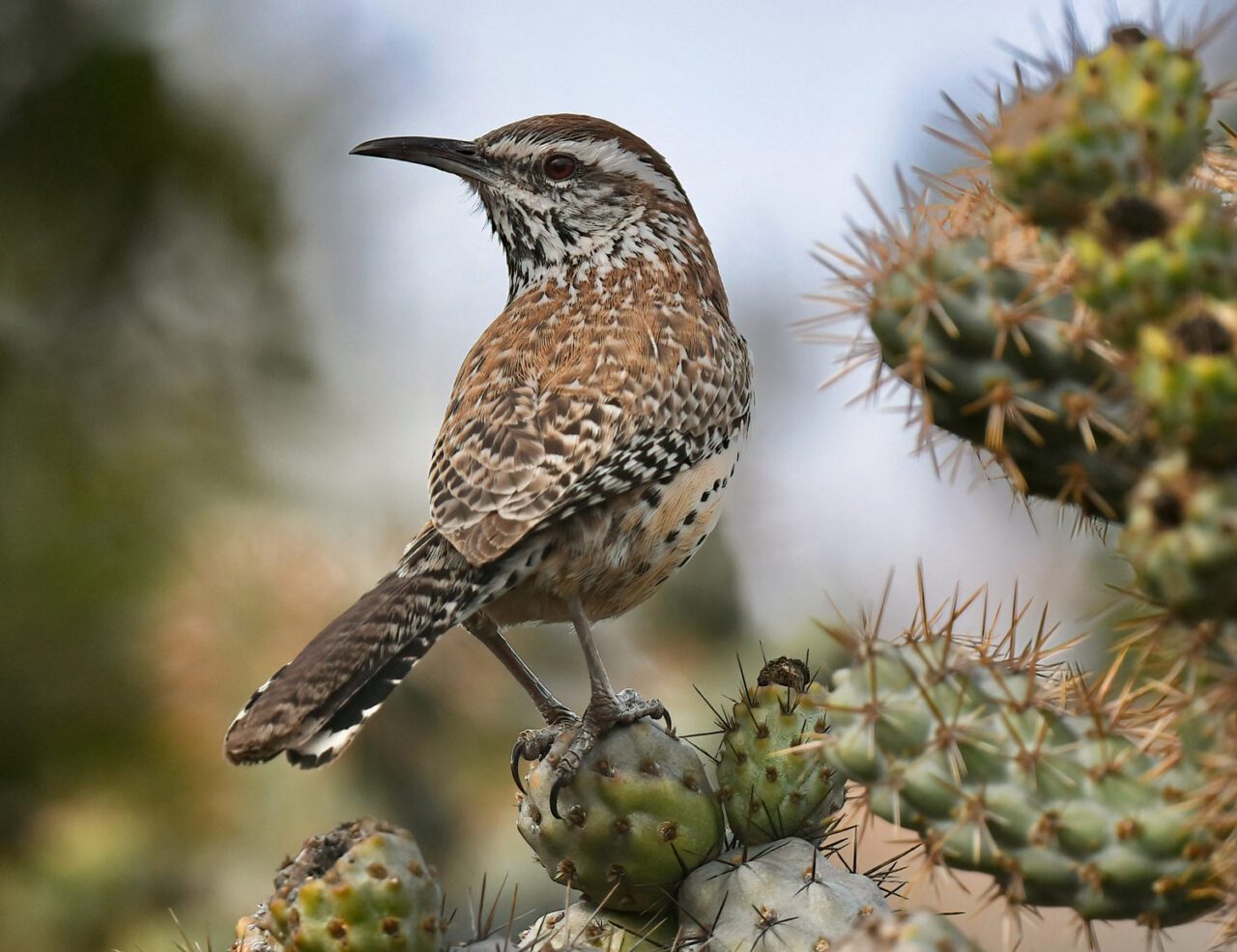 A speckled brown and white songbird stands on a prickly cactus.