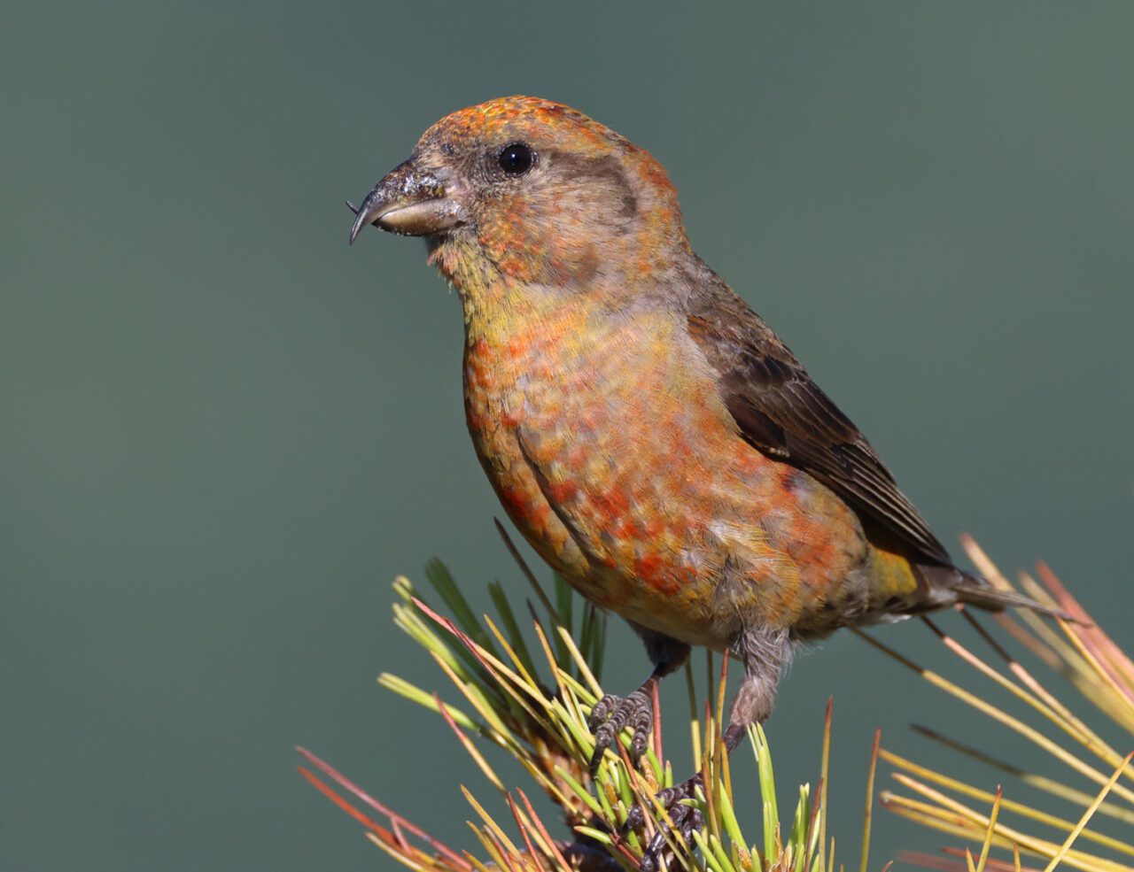 A mottled red and yellowish finch with an unusual crossed bill perches on a tuft of pine needles.