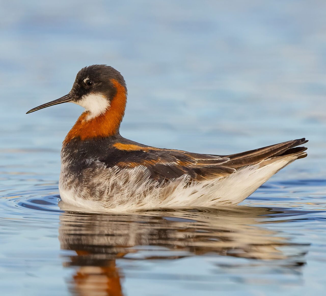 A small shorebird with a long thin bill swims in calm water.