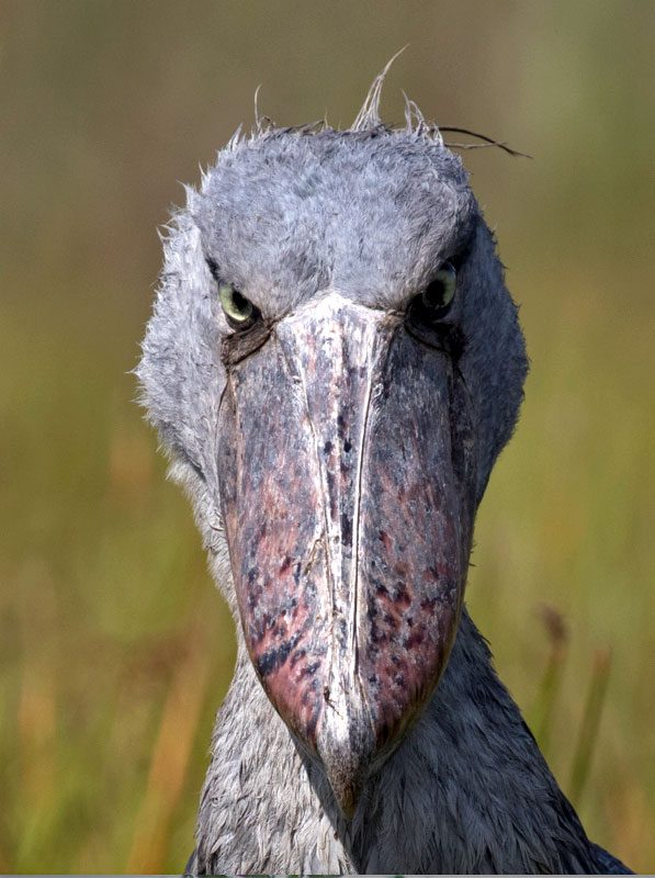 Front on view of a bird with a very large bill, looking angry