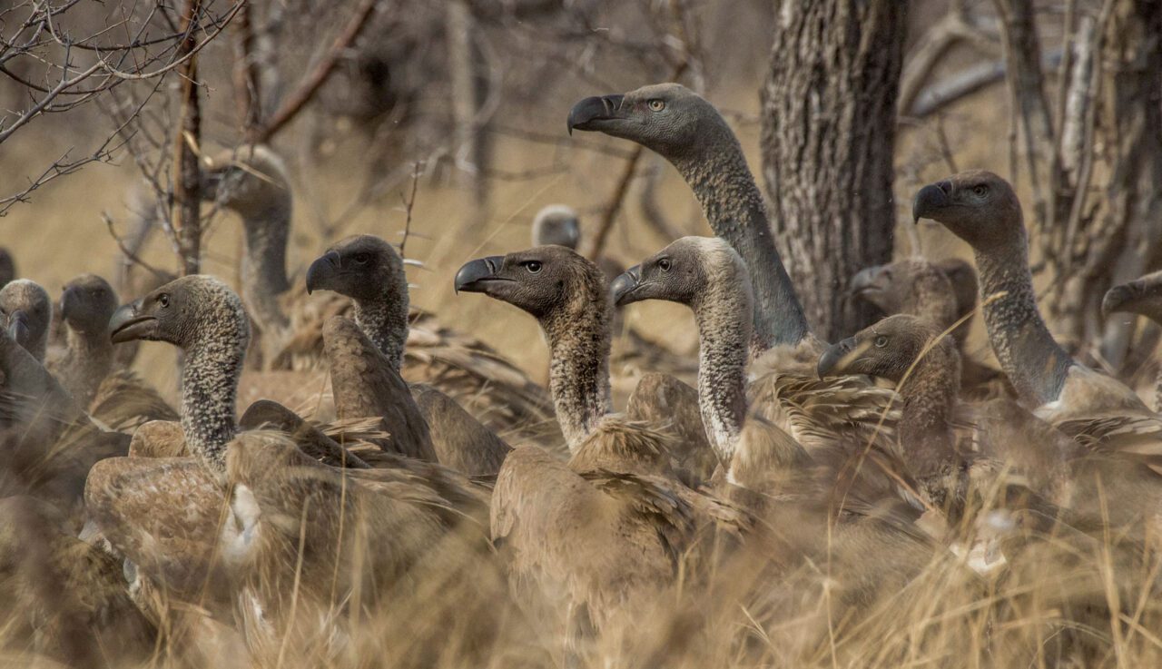 Many gray, fierce looking heads appear over the grass line.