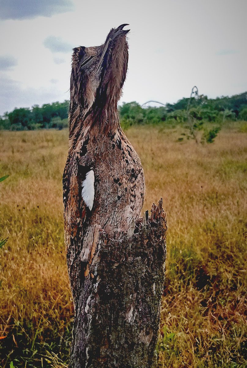 Bird standing upright with closed eyes, looking like a log