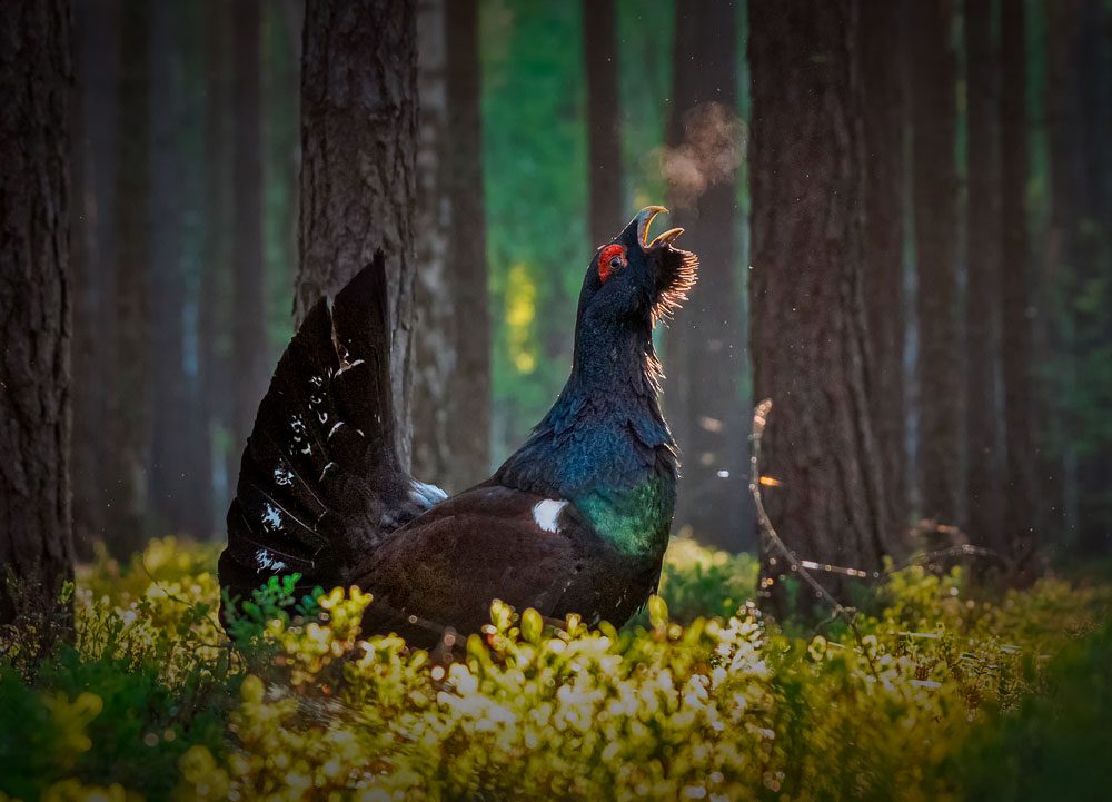 Black, iridescent bird with red eyebrows, holds head high and breath is mist in the forest landscape.