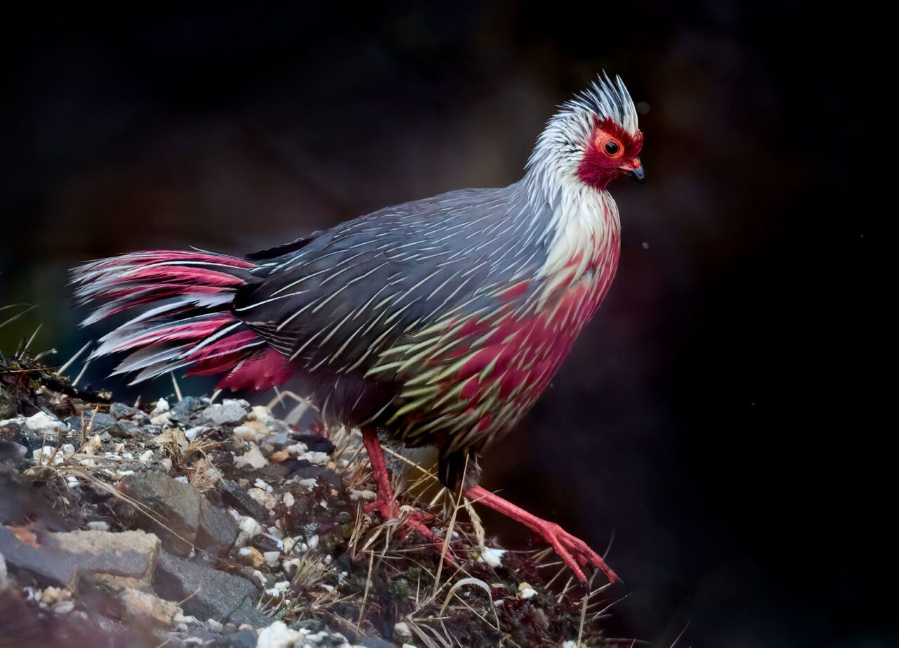 Ball shaped bird with small head, red and orange face mask, and streaked with red/magenta, gray and white feathers