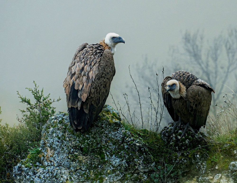 Two large birds with white heads and orangey, ruffled collars, and large bills, stand in the mist on a rock.