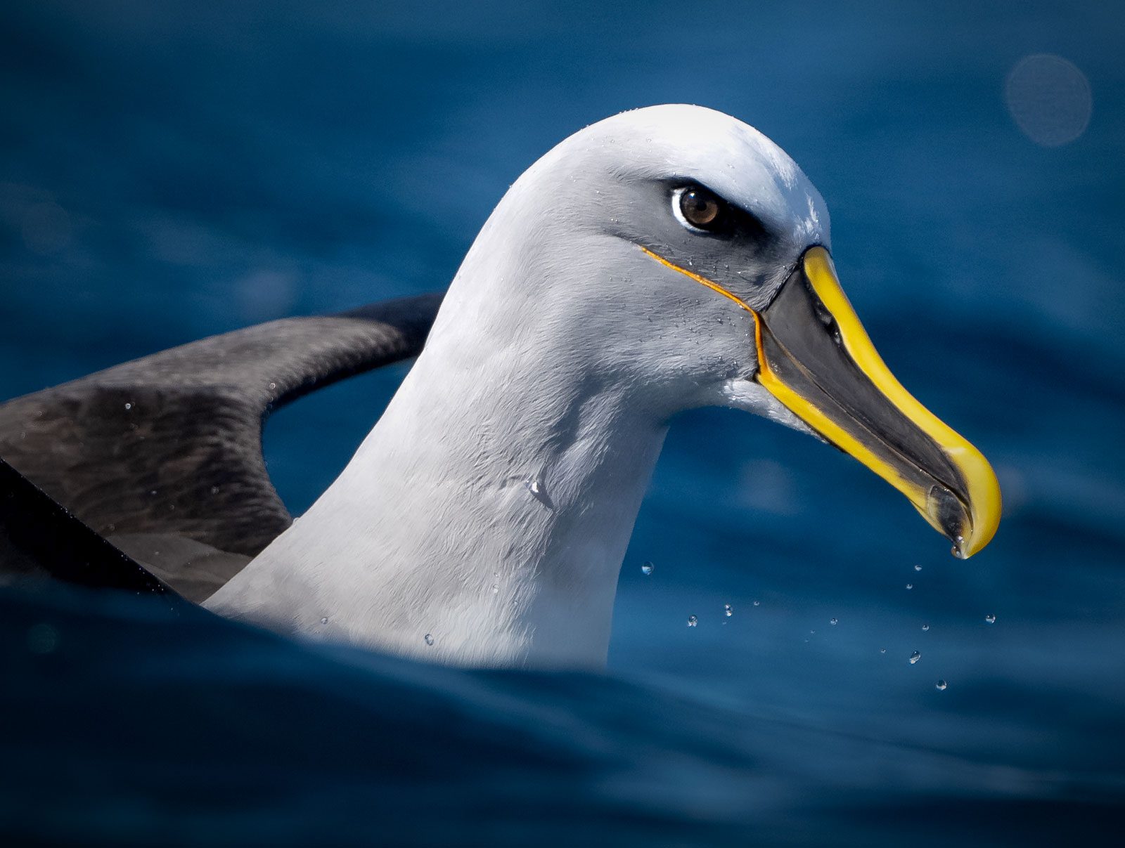 Close up of a smooth feathered bird, a light grey head and black and gold striped bill.