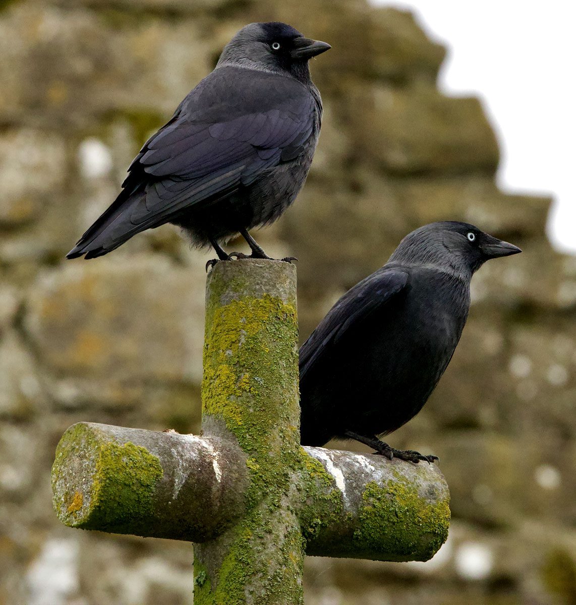 Two black and dark grey birds with yellow eyes, stand on a cross at a graveside.