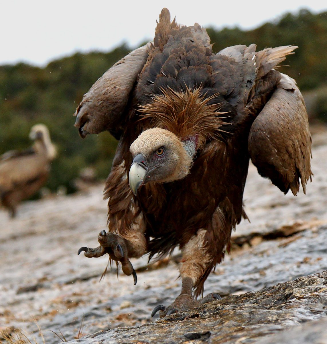 Large, chocolate-colored bird with cream head and large, hooked bill and feathery brown collar, walks forward with head held low, showing off large, taloned feet.