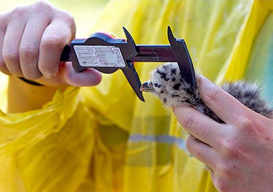 Close up of a person measuring the head of a small bird.