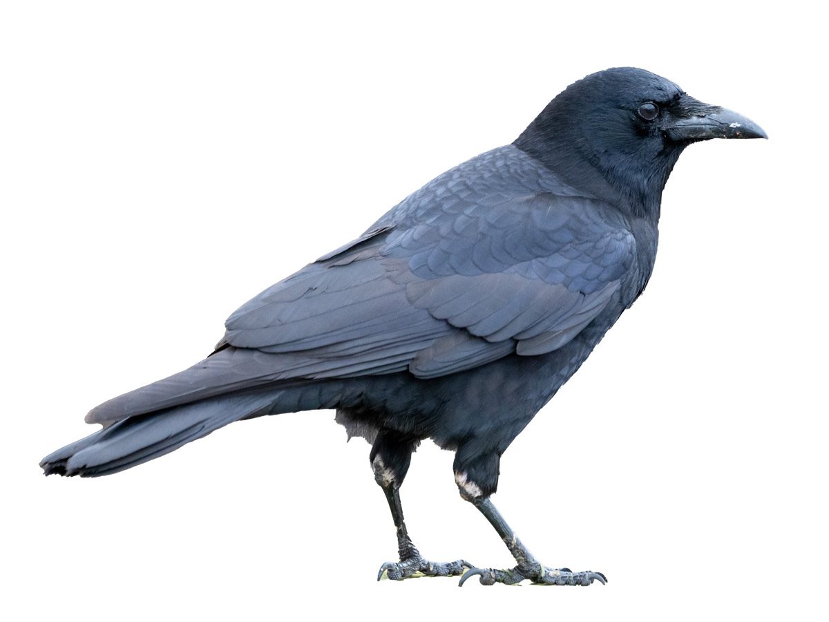 extracted photo of a crow against a white background