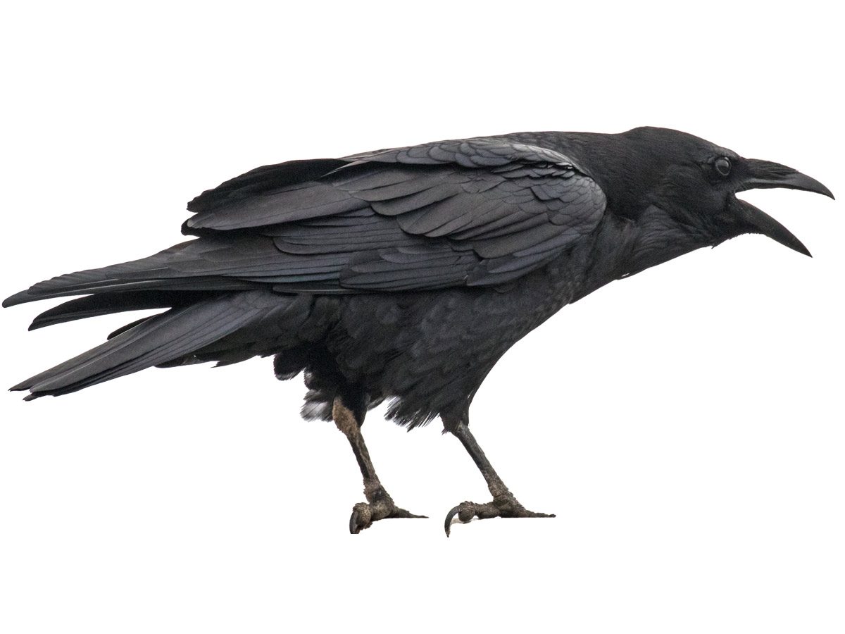 extracted photo of a raven against a white background