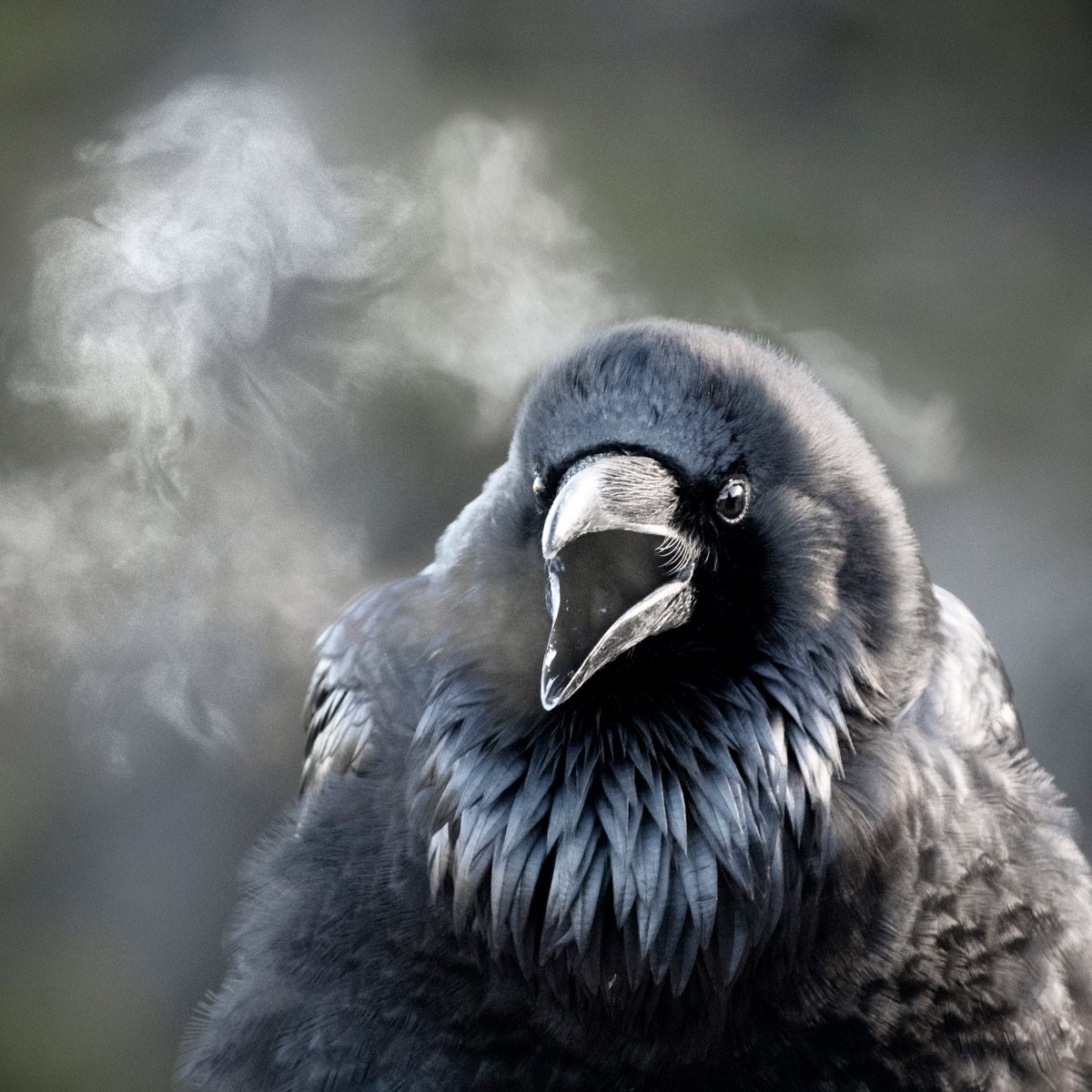 Closeup of a raven facing the camera, bill open, with frosty breath visible.