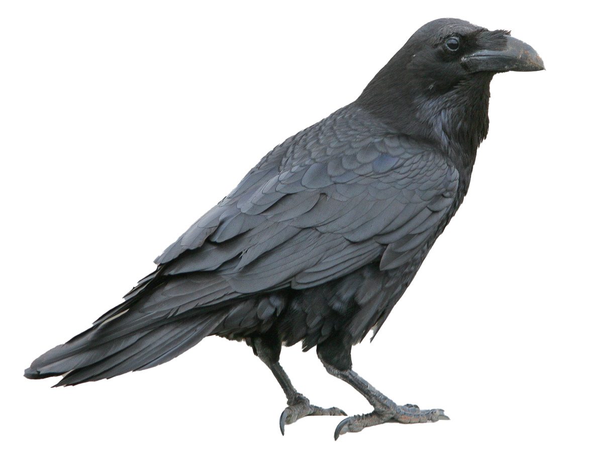 extracted photo of a raven against a white background