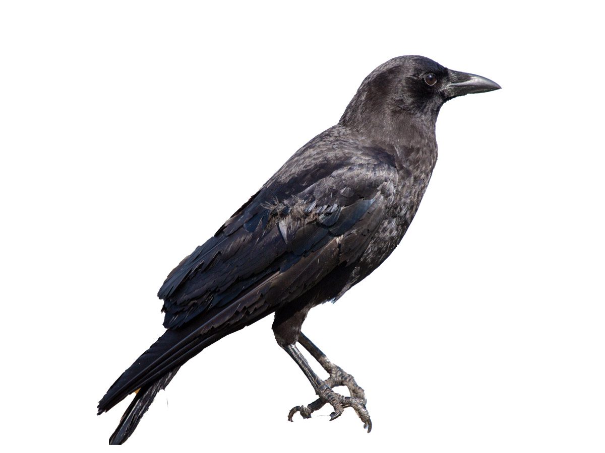 extracted photo of a crow against a white background