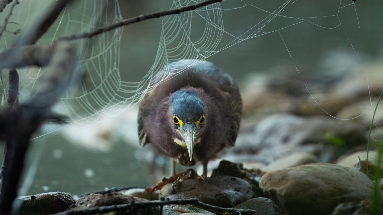 Feast Your Eyes on Our Spooky Birds Gallery—If You Dare