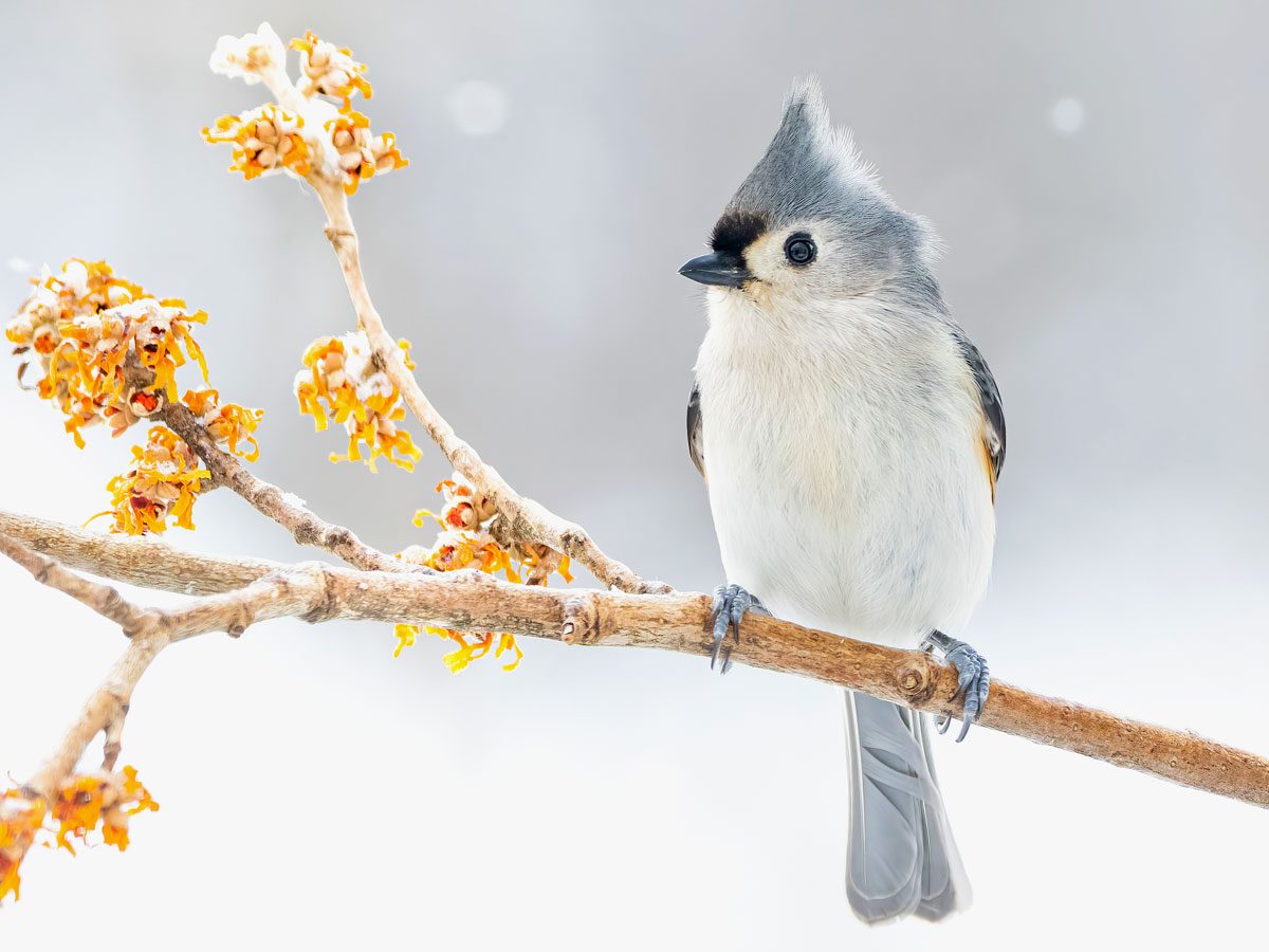 White-chested, small bird with a gray crest and tail, little black beak and black eye, perches on a branch in the snow.