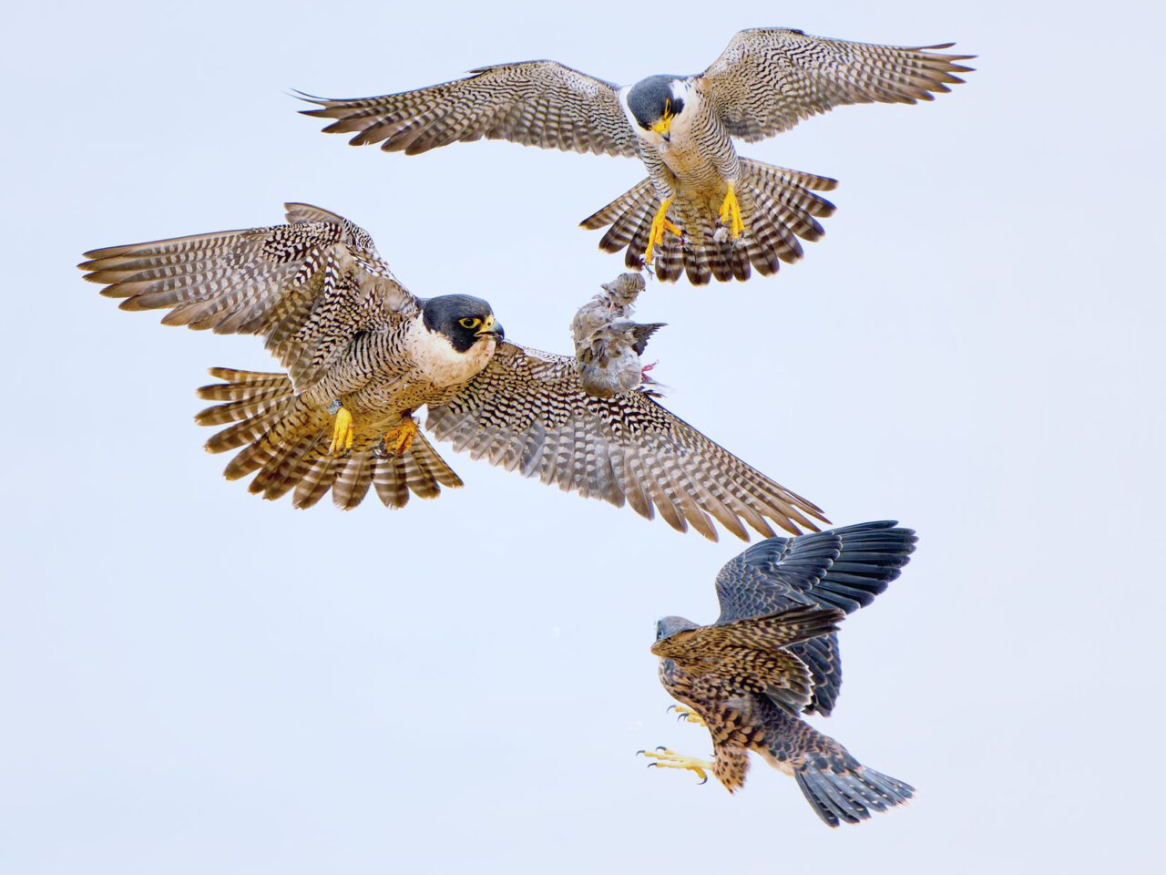 Three falcons flutter in midair exchanging prey between them.