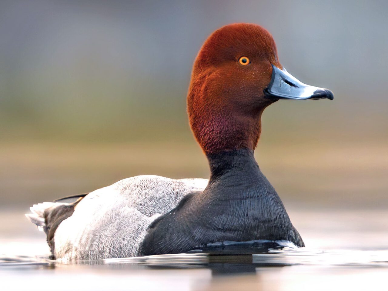 A dark-auburn headed duck with a light gray body and black chest and shiny, black bill, sits in the water.